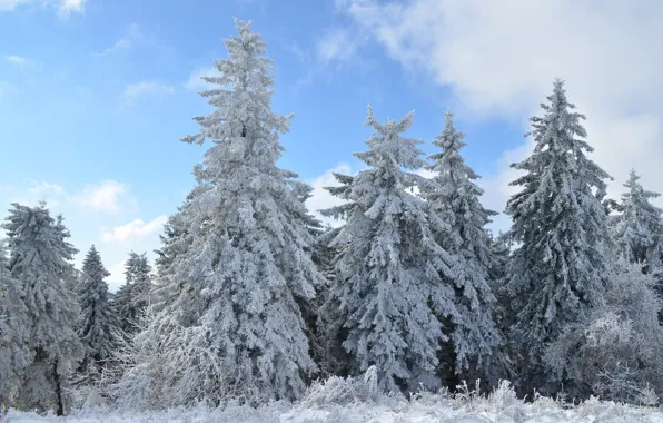 Картинка зима, снег, пейзаж, природа, ели, ёлки, ёлочки