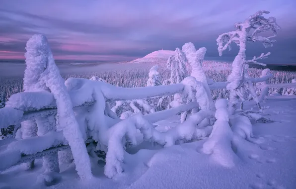 Картинка зима, лес, снег, деревья, забор, сугробы, Финляндия, Лапландия