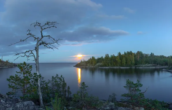 Картинка деревья, озеро, Россия, Ладожское озеро, Карелия, Ладога, белая ночь