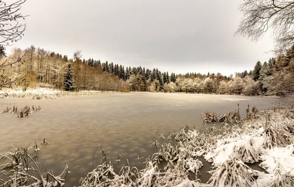 Картинка зима, лес, озеро