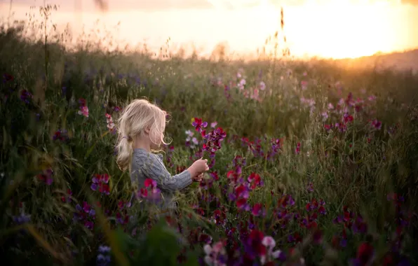 Картинка поле, цветы, природа, настроение, утро, девочка