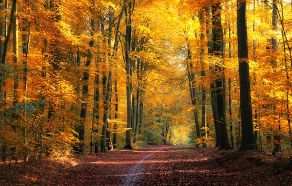 Картинка дорога, осень, лес, листва, Jоrn Brede