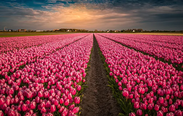 Картинка поле, цветы, тюльпаны, розовые, Нидерланды, бутоны, много