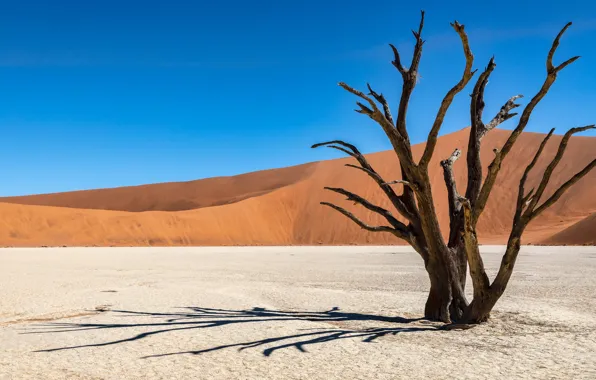 Картинка песок, небо, свет, деревья, синева, дерево, холмы, пустыня, жара, холм, дюны, сухие, тени, Африка, Намибия, …