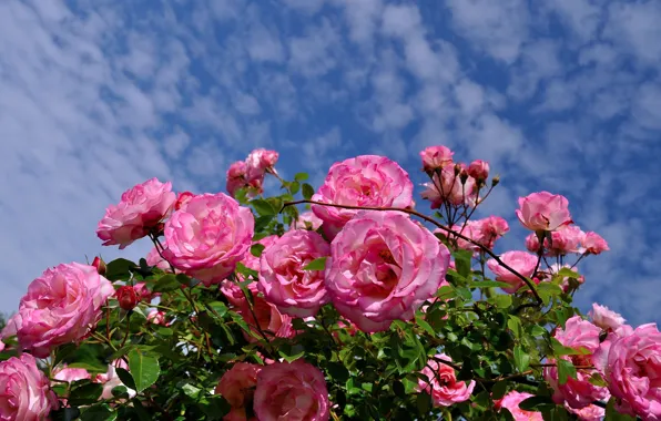 Картинка небо, листья, облака, ветки, синева, розы, розовые, много, розовый куст