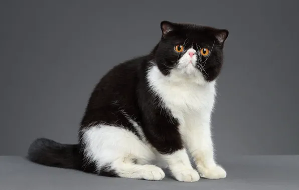 Картинка кошка, кот, взгляд, поза, черно-белый, сидит, экзот