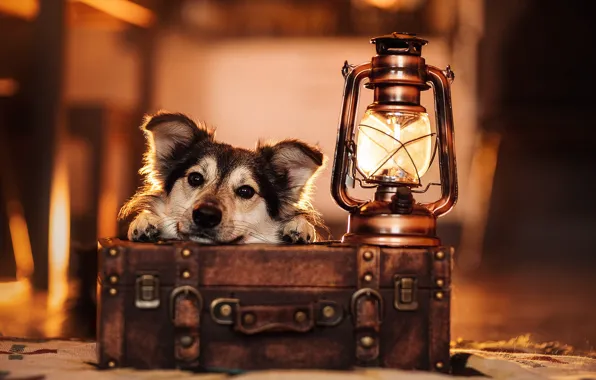 Картинка взгляд, морда, лампа, собака, фонарь, чемодан