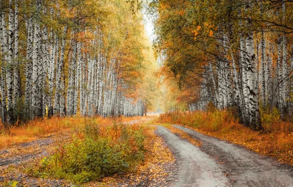 Картинка дорога, осень, лес, деревья, ветви, листва, красота, березы, листопад, роща, кусты, краски осени, золотая осень, …