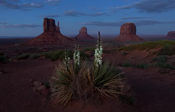 Картинка цветы, горы, скалы, пустыня, США, Долина монументов