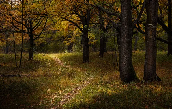 Картинка осень, лес, деревья, природа, тропинка, Григорий Бельцев