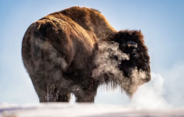 Картинка herd, bison, frozen hill