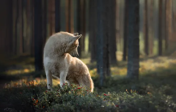 Картинка лес, собака, Наталия Поникарова