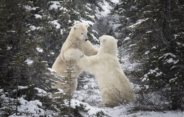 Картинка зима, иней, лес, белый, снег, ветки, природа, игра, борьба, лапы, ели, медведь, медведи, пара, белый …