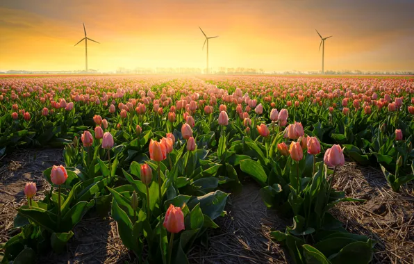 Картинка поле, небо, свет, цветы, рассвет, весна, утро, тюльпаны, ветряки, дымка, розовые, много, ряды, плантация