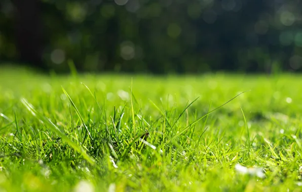 Картинка зелень, трава, свет, природа, газон, поляна, весна, травка, лужайка, молодая, травинки, сочная, боке, размытый фон, …