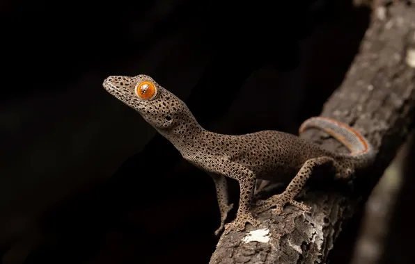 Картинка природа, фон, Strophurus taenicauda, Central golden tailed gecko