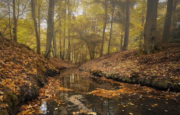 Картинка осень, лес, речка