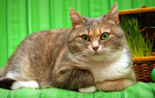 Картинка кошка, трава, глаза, кот, взгляд, морда, портрет, зеленые, лежит, корзинка, полосатая, зеленый фон, пятнистая, пестрая