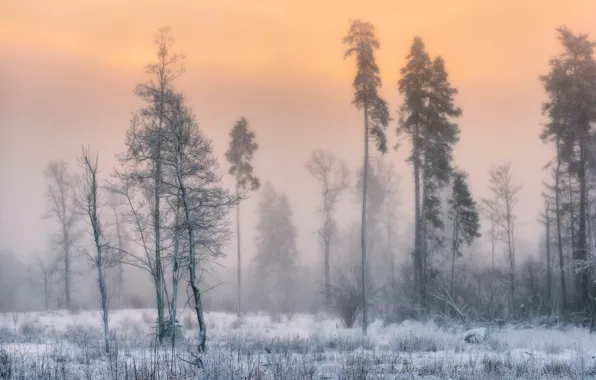 Картинка Nature, Wood, Winter, Ice, Trees, Cold, Sergey Pesterev