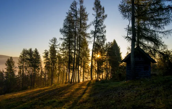 Картинка лес, дом, утро