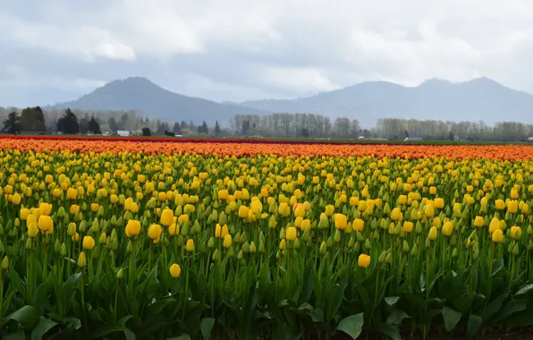 Картинка поле, холмы, весна, желтые, тюльпаны, много, плантация