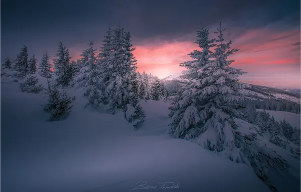 Картинка зима, снег, закат, природа, холмы, елки, Friedrich Beren
