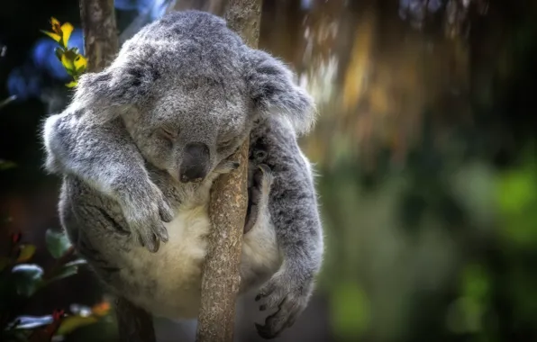 Картинка природа, дерево, коала