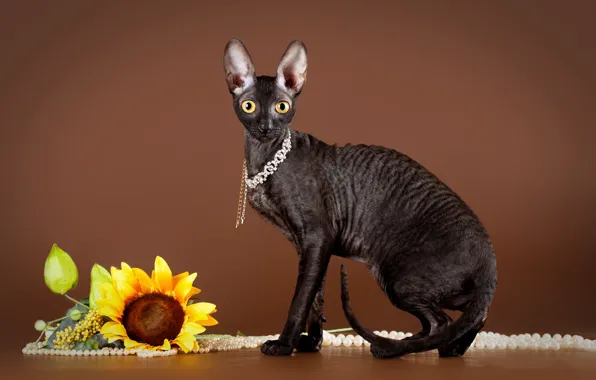 Картинка кошка, подсолнух, ожерелье, черная, сидит, коричневый фон, сфинкс