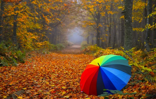 Картинка осень, лес, деревья, ветки, туман, парк, ветви, радуга, зонт, аллея, листопад, цвета радуги, тропинка, краски …