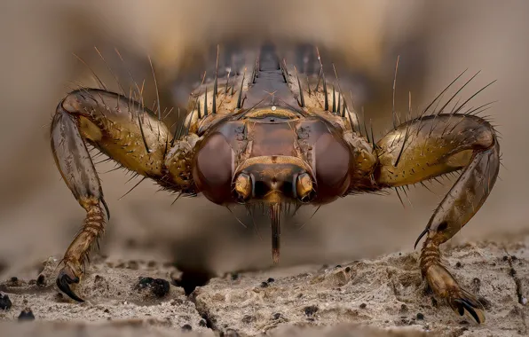Картинка природа, насекомое, Lipoptena cervi