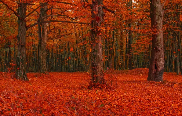 Картинка осень, лес, листья, деревья, ветки, поляна, листва, яркие, красота, красные, листопад, много, краски осени, ворох …