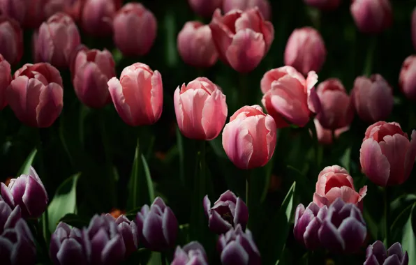 Картинка цветы, темный фон, весна, фиолетовые, тюльпаны, розовые, клумба, много