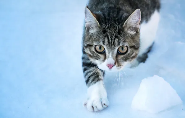 Картинка кошка, кот, взгляд, снег, мордочка, лапка, котейка