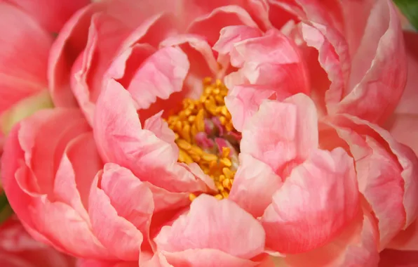 Картинка flower, pink, peony