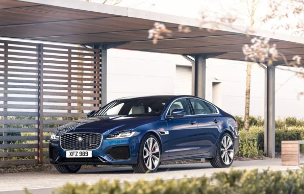 Картинка синий, растительность, Jaguar, седан, Jaguar XF, 2020, XF
