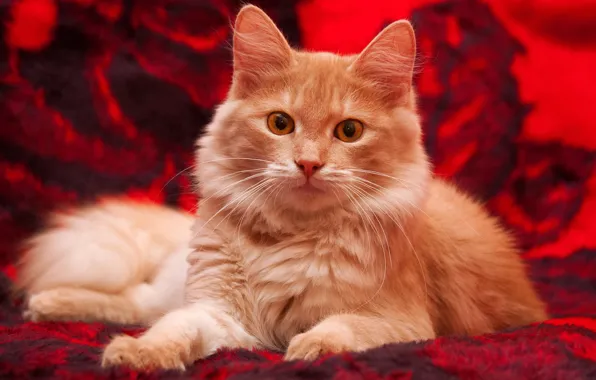 Картинка кошка, кот, взгляд, красный, котенок, фон, пушистый, покрывало, рыжий, лежит, плед, котёнок, желтые глаза