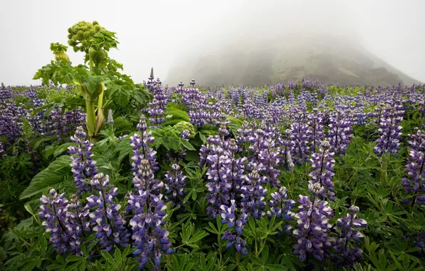 Картинка цветы, природа, туман