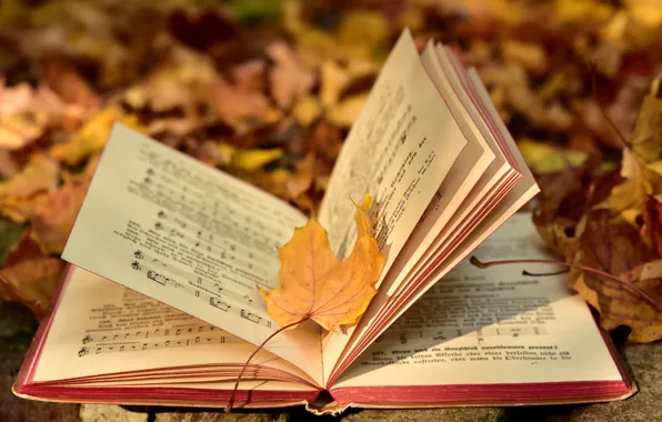 Картинка осень, природа, ноты, музыка, листва, желтые, книга, тетрадь, страницы, боке, осенние листья, осенний листок, раскрытая, …
