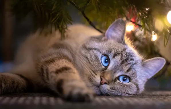 Картинка кошка, кот, свет, ветки, огни, поза, праздник, портрет, Рождество, Новый год, лежит, ёлка, голубые глаза, …