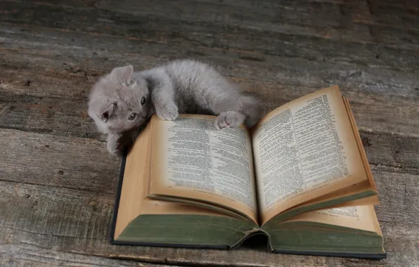 Картинка кошка, котенок, доски, книга, британский