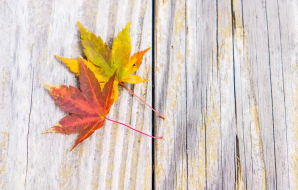 Картинка осень, листья, фон, дерево, доски, wood, background, autumn, leaves, осенние, maple