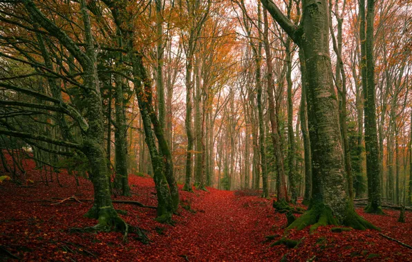 Картинка осень, лес, деревья, ветки, листва, листопад, багрянец