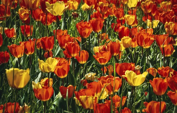 Картинка поле, цветы, яркие, весна, желтые, тюльпаны, красные, бутоны, много, тюльпановое