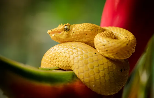 Картинка природа, змея, жёлтая