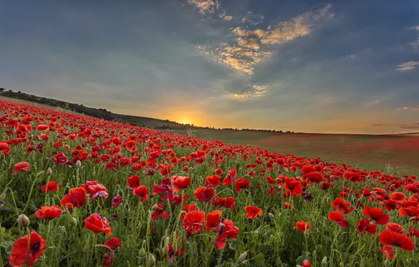 Картинка field, sunset, poppy