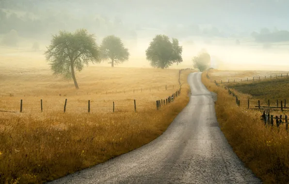 Картинка дорога, трава, деревья, природа, туман, Adnan Bubalo