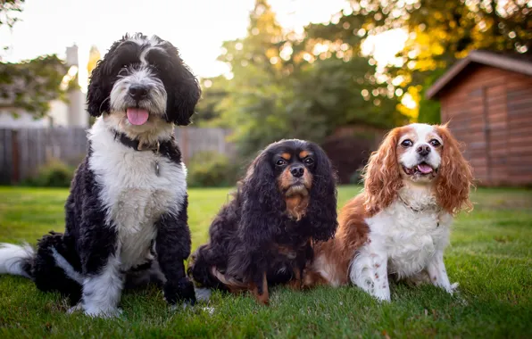 Картинка собаки, двор, три, трио, друзья, троица, три собаки