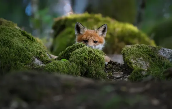 Картинка fox, лисенок, Christian Lindsten