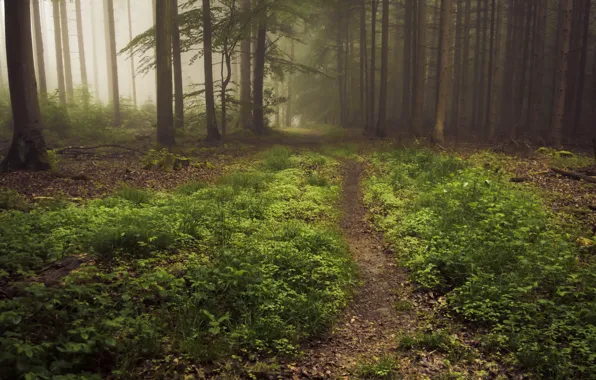 Картинка лес, деревья, природа, туман, Германия, Eifel