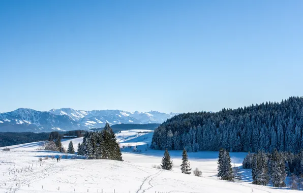 Картинка зима, лес, небо, снег, голубое, склоны, вершины, вид, даль, ели, сугробы, снежные, голубые тона